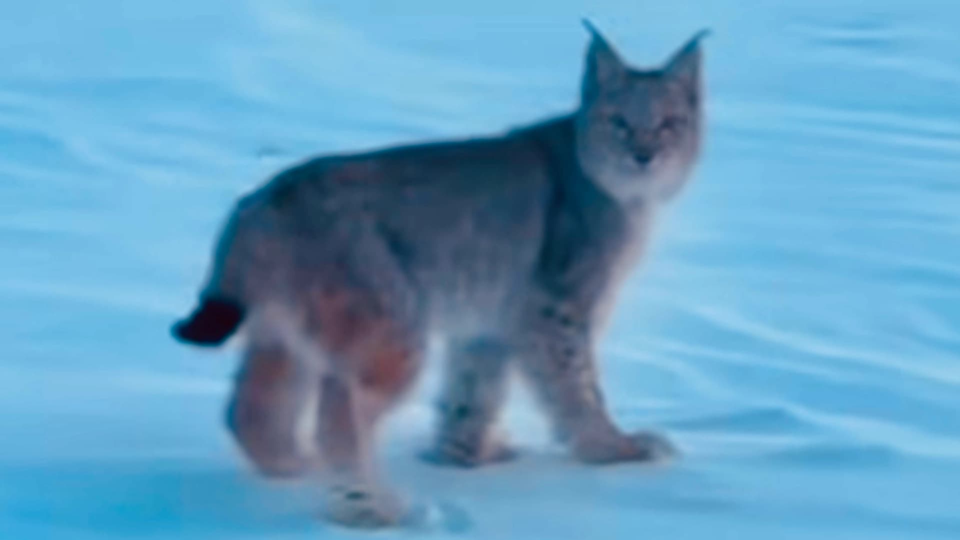 Изображение записи