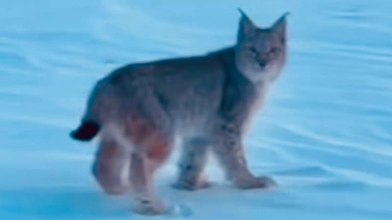 Изображение записи