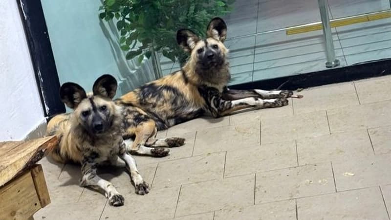 Изображение записи